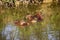 Capybara, hydrochoerus hydrochaeris, Group standing in river, Los Lianos in Venezuela