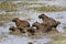 Capybara, hydrochoerus hydrochaeris, Group standing in Swamp, Los Lianos in Venezuela