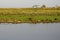 Capybara, hydrochoerus hydrochaeris, Group standing in Swamp, Los Lianos in Venezuela