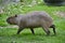 Capybara (Hydrochoerus hydrochaeris) at High Park Zoo