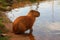 Capybara Hydrochoerus hydrochaeris at the Lago do ParanoÃ¡ lake shore, BrasiÌlia, Brazil