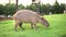 Capybara Hydrochoerus hydrochaeris is large rodent of genus Capybara