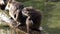 The capybara, Hydrochoerus hydrochaeris is the largest extant rodent in the world.