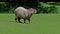 The capybara, Hydrochoerus hydrochaeris is the largest extant rodent in the world