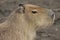 Capybara, Hydrochoerus hydrochaeris, the largest rodent