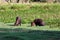 Capybara Hydrochoerus hydrochaeris - Pantanal, Mato Grosso, Brazil