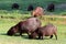 Capybara Hydrochoerus hydrochaeris - Pantanal, Mato Grosso, Brazil