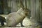 Capybara, Hydrochoerus Hydrochaeris, standing in an aviary of a zoo