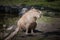 capybara, Hydrochoerus hydrochaeris, taken in various positions and attitudes