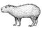 Capybara illustration, drawing, engraving, ink, line art, vector