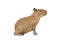 Capybara isolated on white background.