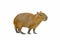 Capybara isolated on white background.