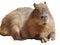 Capybara isolated on white background