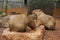 Capybara - Kapibara (Hydrochoerus hydrochaeris ), the largest living rodent in the world.