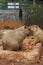 Capybara - Kapibara (Hydrochoerus hydrochaeris ), the largest living rodent in the world.