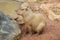 Capybara - Kapibara (Hydrochoerus hydrochaeris ), the largest living rodent in the world.