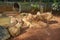 Capybara - Kapibara (Hydrochoerus hydrochaeris ), the largest living rodent in the world.