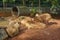 Capybara - Kapibara (Hydrochoerus hydrochaeris ), the largest living rodent in the world.