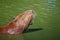 Capybara in the lake