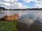 Capybara and Lake