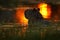 Capybara in the lake water. The biggest mouse around the world, Capybara, Hydrochoerus hydrochaeris, with evening light during sun