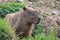 Capybara, Large South American rodent. Photographed at Port Lympne Safari Park near Ashford Kent UK.