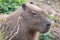 Capybara, Large South American rodent. Photographed at Port Lympne Safari Park near Ashford Kent UK.