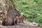 Capybara, Large South American rodents. Photographed at Port Lympne Safari Park near Ashford Kent UK.