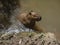 Capybara, the largest rodent