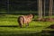 Capybara, largest rodent resting on grazing with evening light during sunset, mammal, wildlife