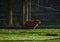 Capybara, largest rodent resting on grazing with evening light during sunset, mammal, wildlife