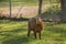 Capybara, largest rodent resting on grazing with evening light during sunset, mammal, wildlife
