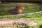 Capybara - largest rodent, resting in water, swimming with evening light during sunset, mammal, wildlife