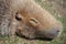 The capybara is the largest rodent in the world.