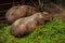 A capybara is the largest rodent in the world, closely related to guinea pigs with long light brown shaggy hair, no tail