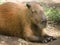 Capybara laying down