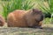 Capybara laying on grass