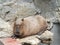 Capybara Lie Down on The Ground