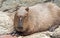 Capybara Lie Down on The Ground