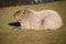 capybara lies on the meadow. Large rodent from South America. Mammal animal