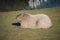 capybara lies on the meadow. Large rodent from South America. Mammal animal