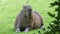 Capybara lying Belfast zoo Northern Ireland