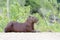 Capybara lying down on riverbank