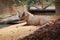 Capybara lying on farm