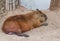 Capybara lying on ground