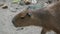 Capybara is a mammal native to South America. It is the largest living rodent in the world. Also called chigÃ¼ire