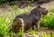 Capybara Mom and baby near a river.