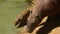 A Capybara mother and baby approach the river bank. Iquitos, Amazon