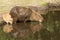 Capybara mother and cub drinking