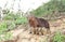 Capybara mother with four pups sitting on a river bank